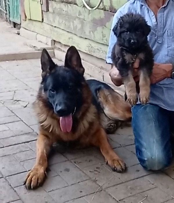 Малыши из питомника.