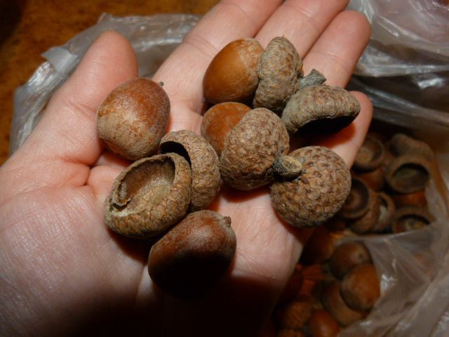 Желуди, плоды, осень 2020