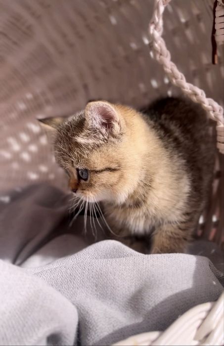 Неймовірний шотландський котик