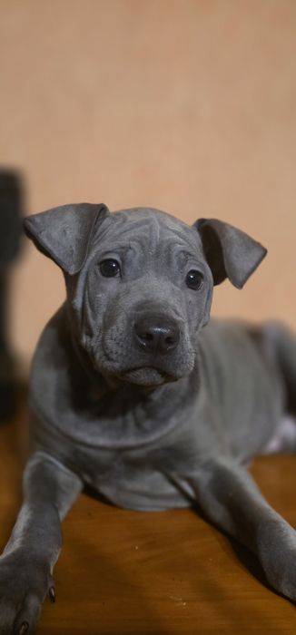 Thai Ridgeback szczeniak