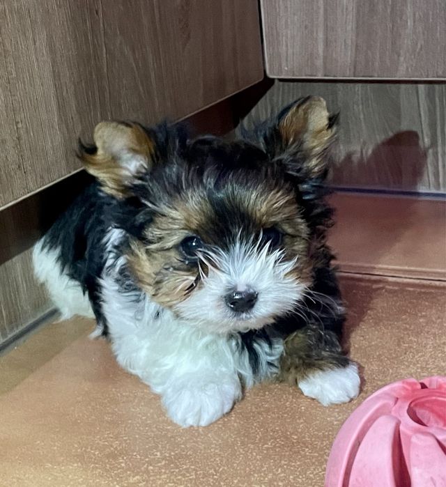 Дівчата хлопчик бівер йорк ляльковий бебіфейс, є документи