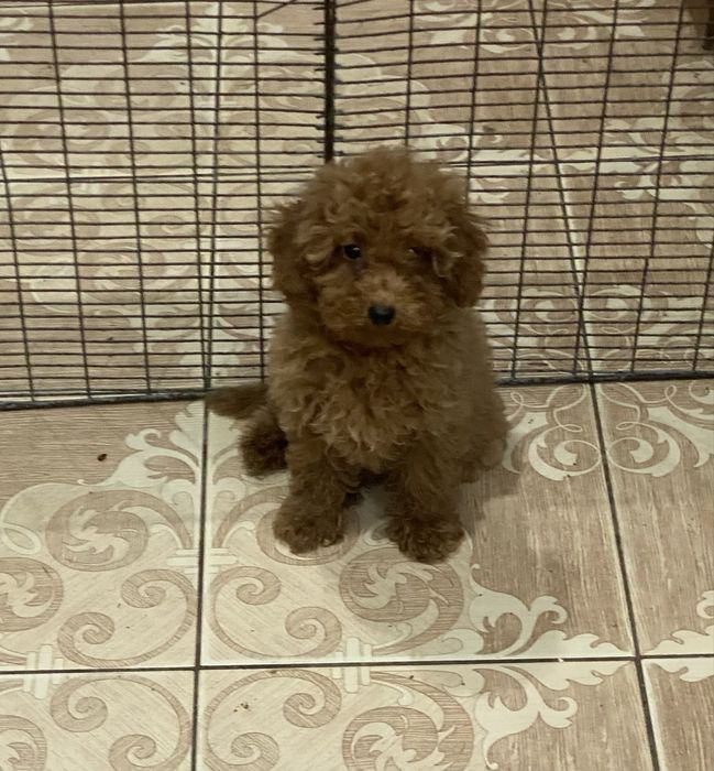 Той пуделя красного окраса