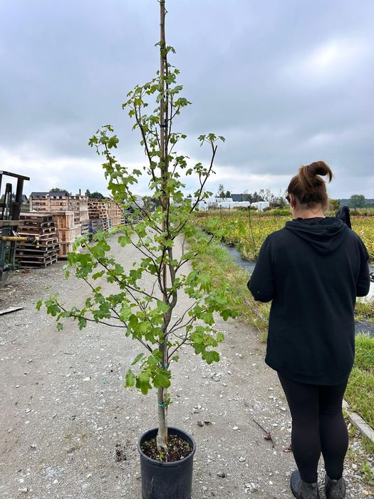 Ambrowiec Rotundiloba /drzewa alejowe/