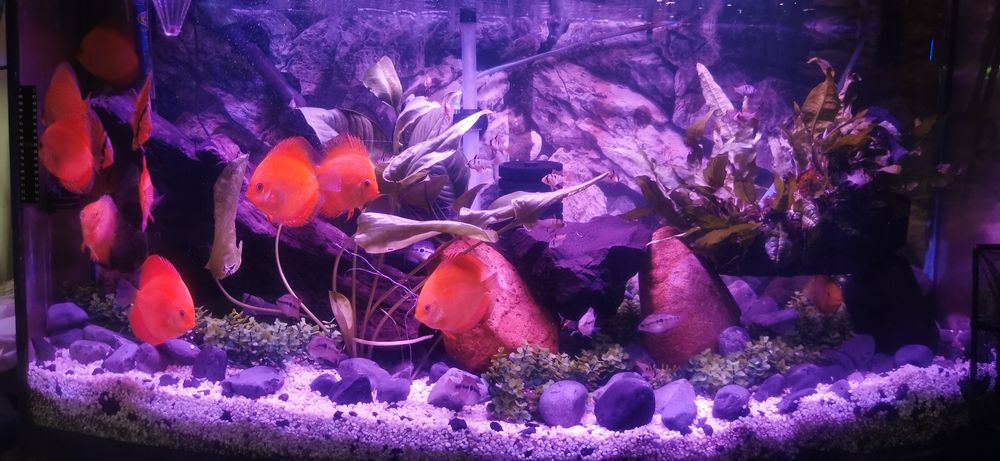 Ryby Paletki Red Royal, Red Melon, Leopard, Blue Diamond Mazury • OLX.pl