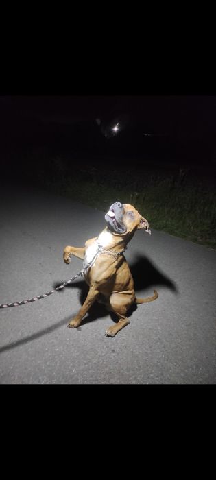 Кобель для вязки стаффорд.