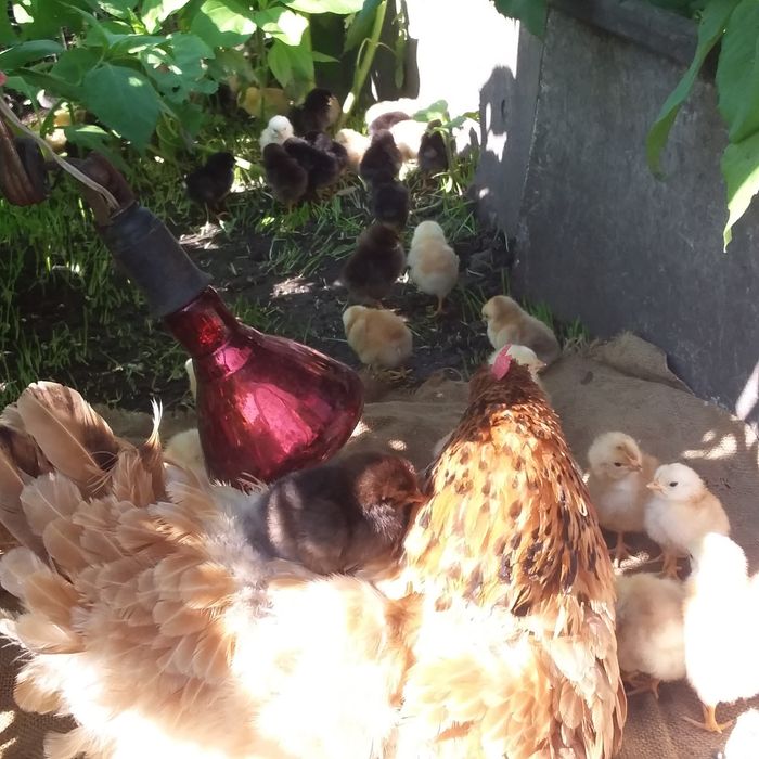 Продам инкубационное домашнее куриное яйцо.