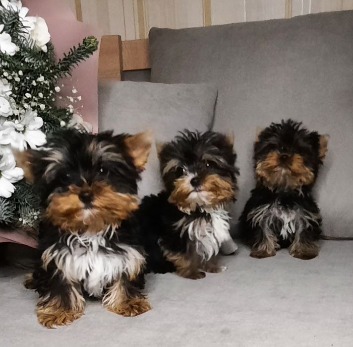 Продаются йорчики.