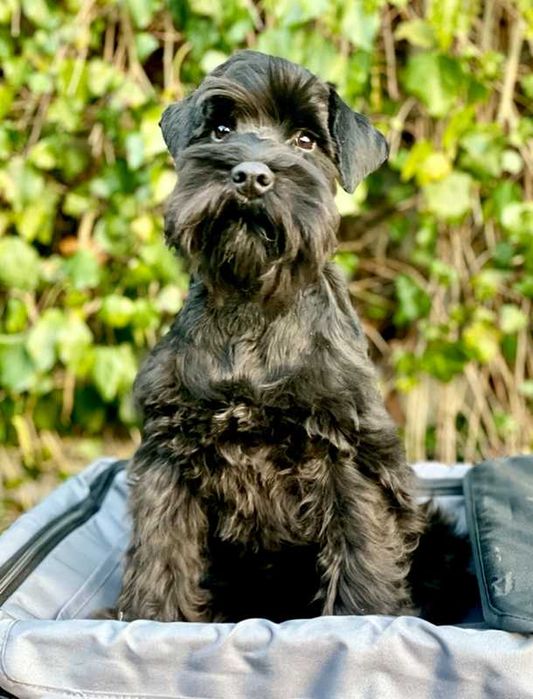 Sznaucer Miniaturowy Czarny, ZKwP/FCI, elitarny miot!