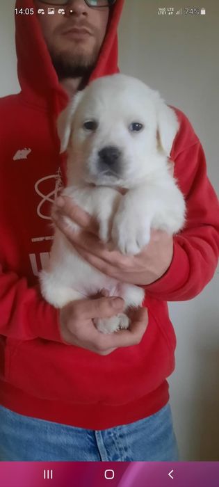 Labrador Retriever biały biszkoptowy