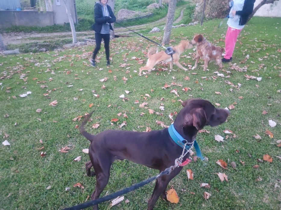 Hotel para cães.