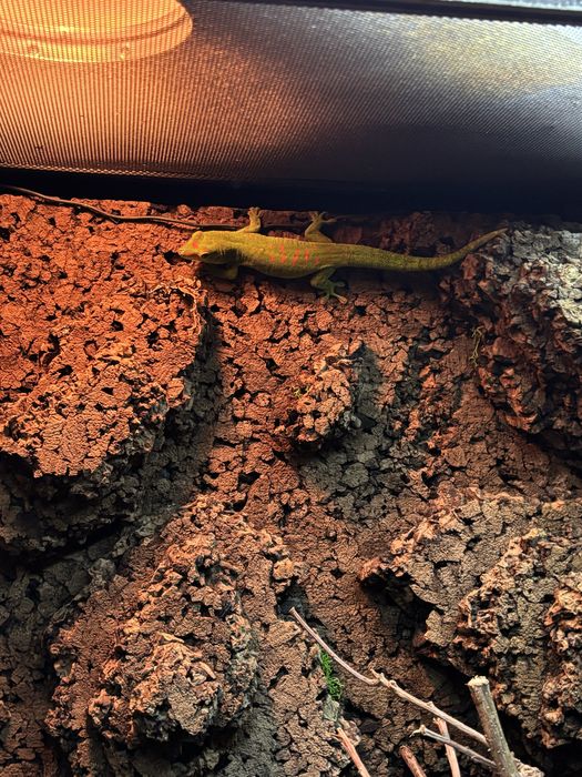 Dzienny zielkony gekon madagaskarski