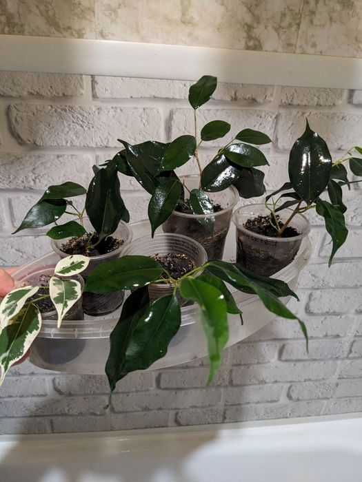 Сансевьера/лантана/педилантус/драцена/хатиора/фикус/хавортия/бугинвил