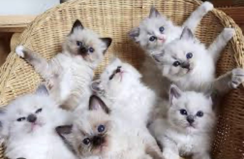 Сноу шу котятки очень милые