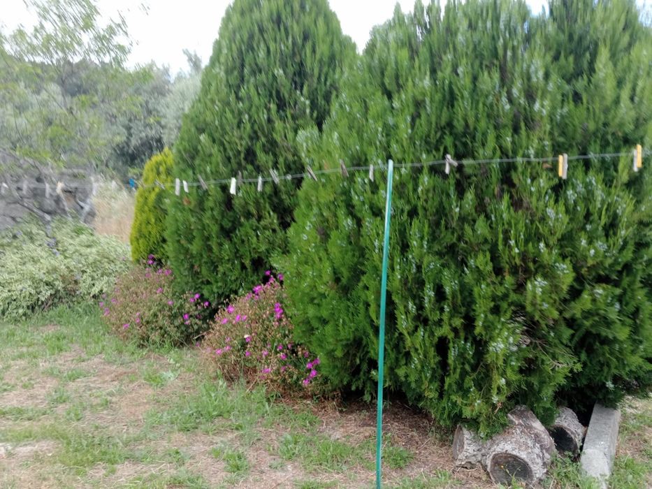 Monsanto Aldeia Histórica Venda de casa tipica