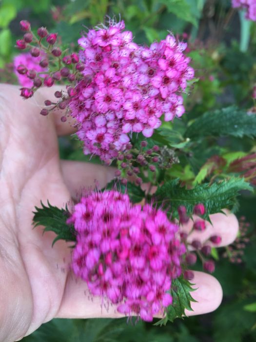 Продам Спіреі різних сортів