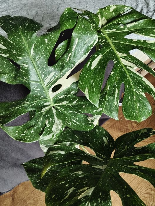 Monstera thai constelaction - duża roślina