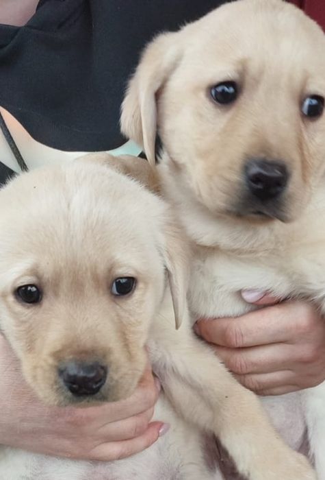 Лабрадор Ретривер