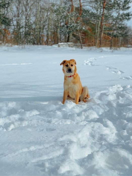 Дівчинка шукає дім