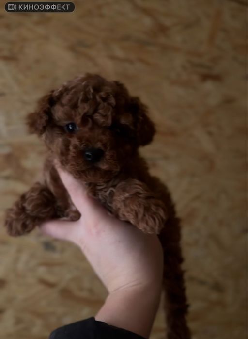 Дівчинка ред браун той пудель китай крові