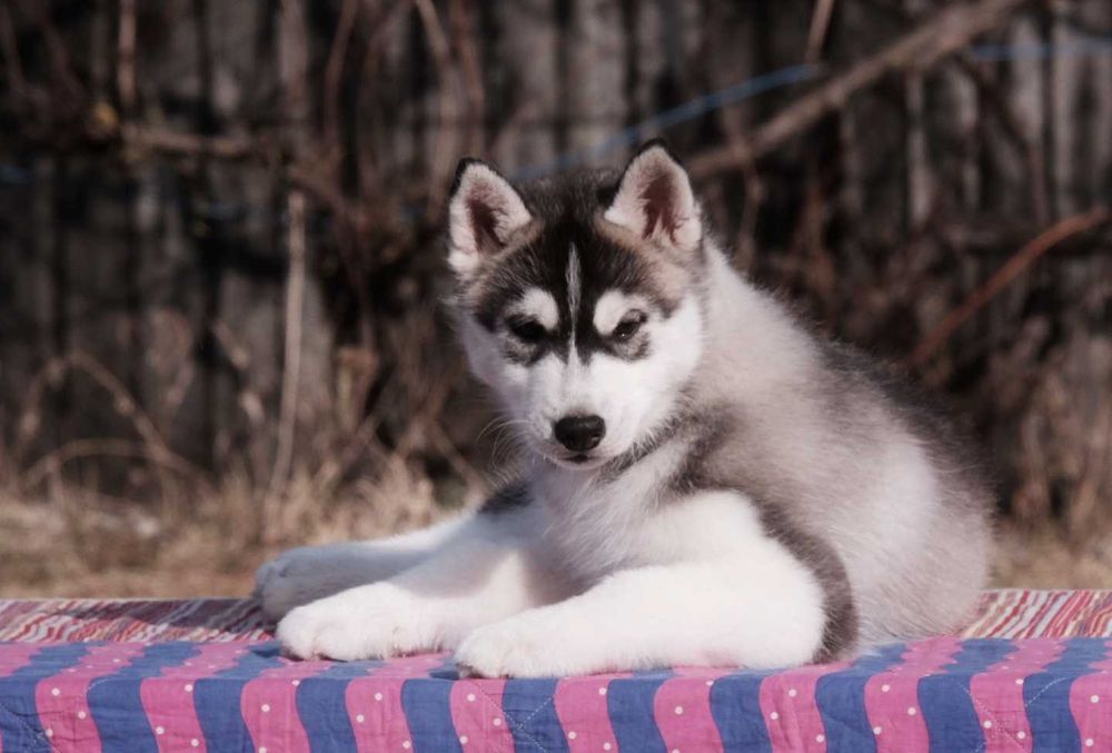 La Dam Latea FCI - Siberian Husky -  szczeniak z rodowodem ZKwP