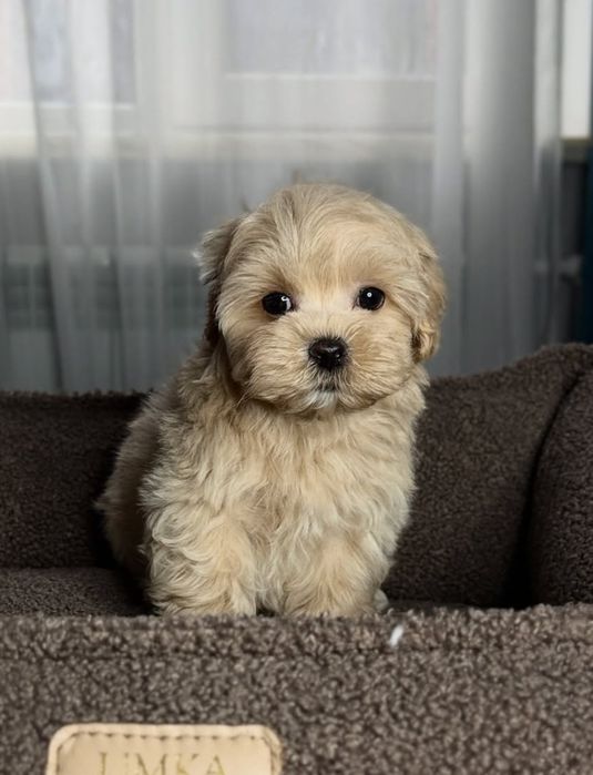 Очаровательные малыши мальтипу