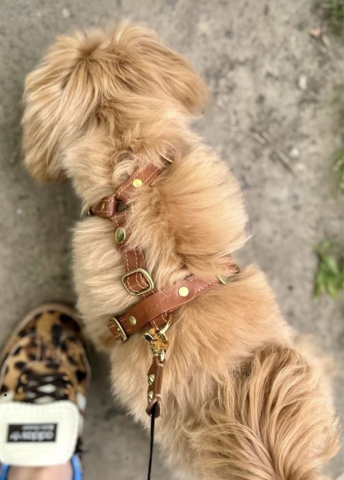 Шкіряна анатомічна шлея Chou Chou "Classy" XS — оригінал