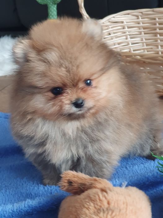 Szpic miniaturowy pomeranian/Miodowy mis