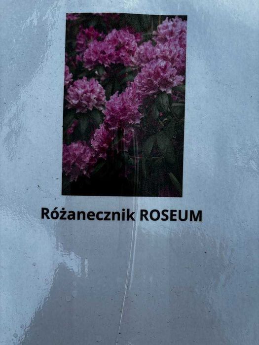 Rrododendron/Różanecznik Rasputin, Roseum, Eskimo, Percy