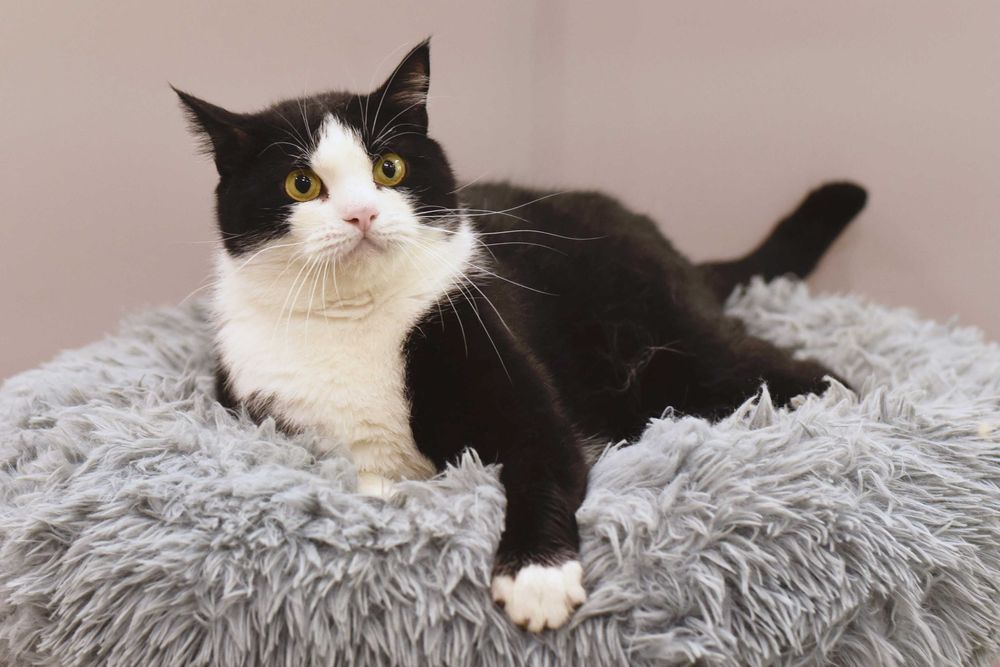 Отдам в добрые руки херсонского кота Валли