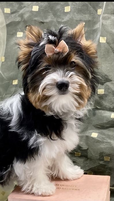 дівчата Бівер,міні-та-стандарт, кобельки міні