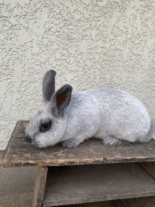 Кролики кролі продам