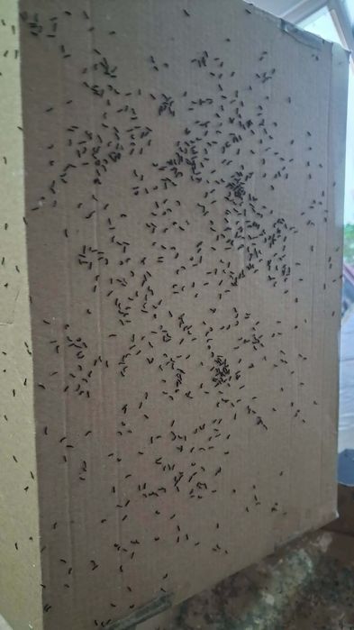 Bichos seda 100  casais ( 200 bichos)