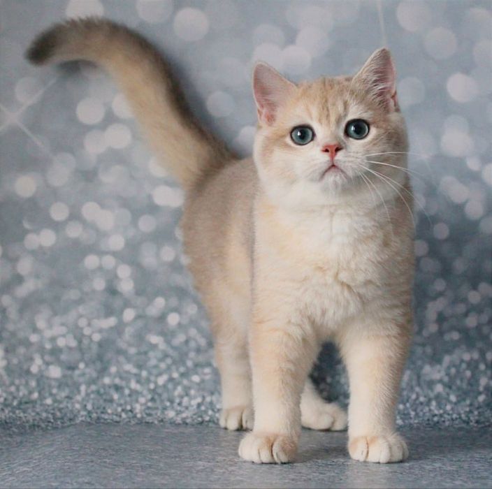 Британський котик шиншила - голубе золото