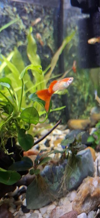 Sprzedam samce Gupika