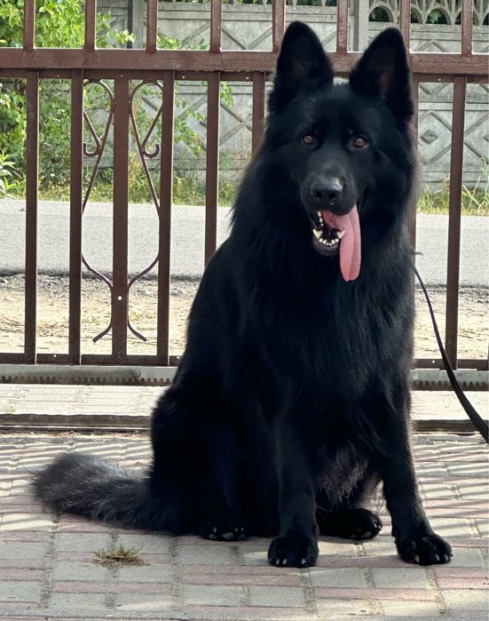 Owczarek Niemiecki suczka