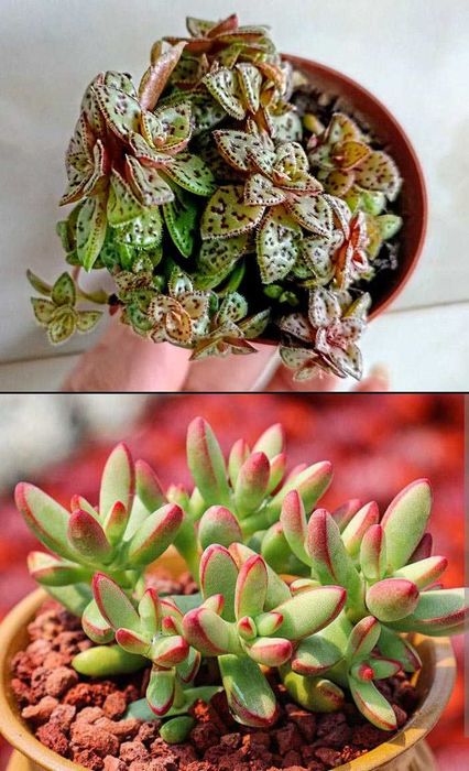 Редкие крассулы из коллекции кактусов и суккулентов