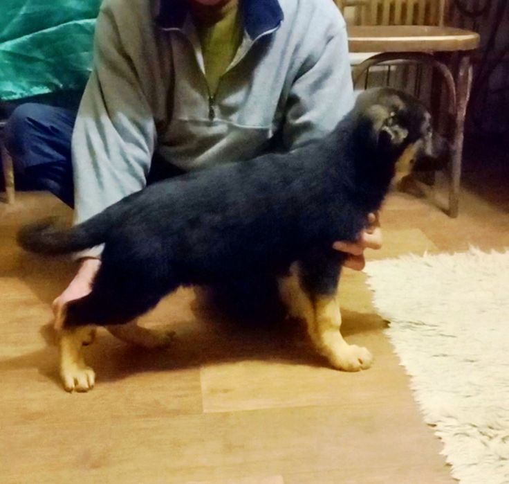 Суки нем овчарки из питомника