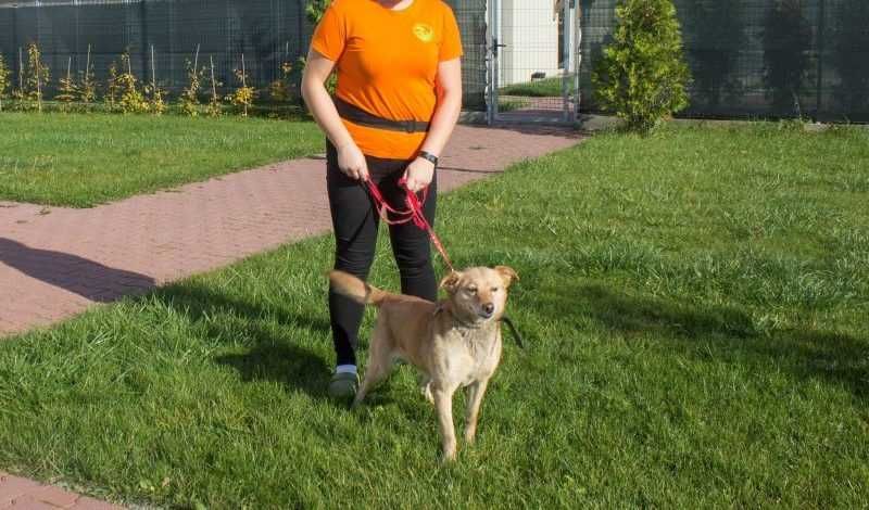 Lola - uwielbia bieganie po łąkach i spokój