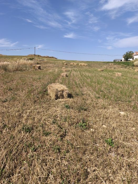 Fardos de azevem para venda