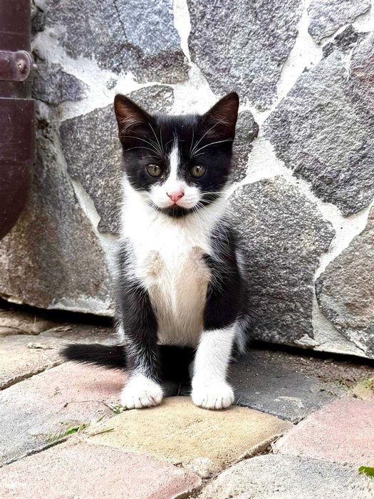 Віддам в добрі руки кошенят