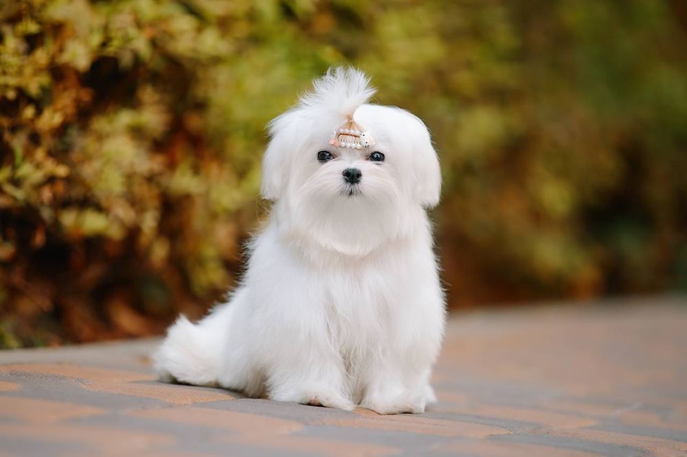 Сказочная Девочка мини для дома и души