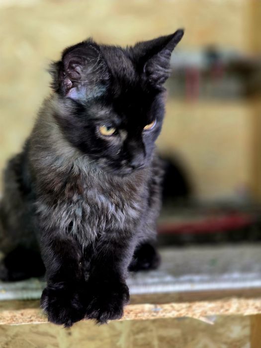 Kocieta Maine Coon