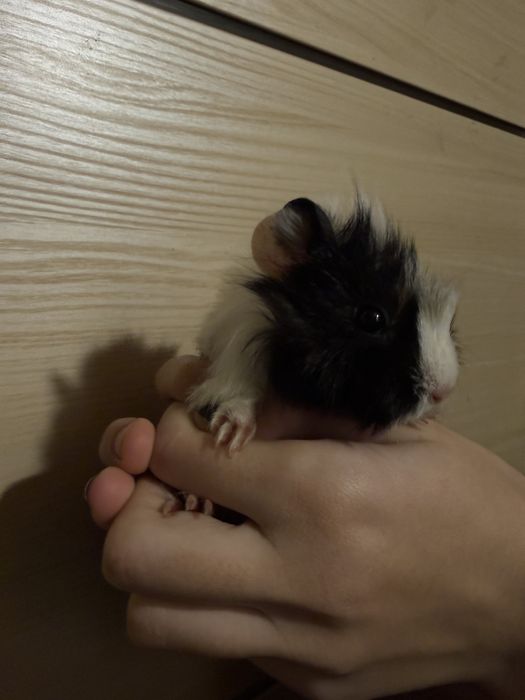 Морські свинки  вік 1 місяць