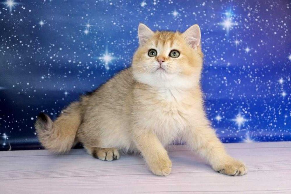 Британський чистокровний хлопчина