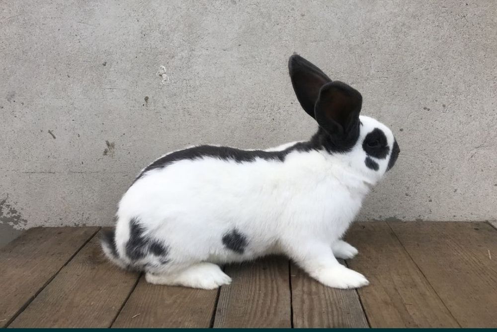 Króliki Olbrzym Srokacz