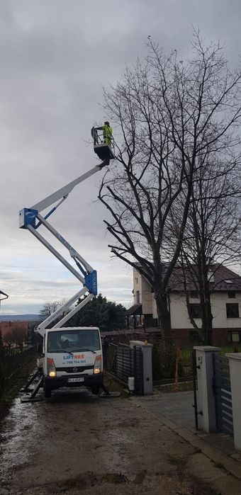 Wycinka drzew, wycinka tui, usługi rębakiem, frezowanie pni,