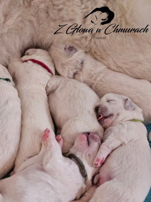 Owczarek podhalański SZCZENIAK  REZERWACJE  WIOSNA 2026