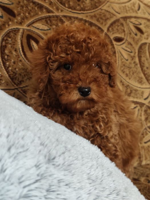 Pudel Toy Red Piesek