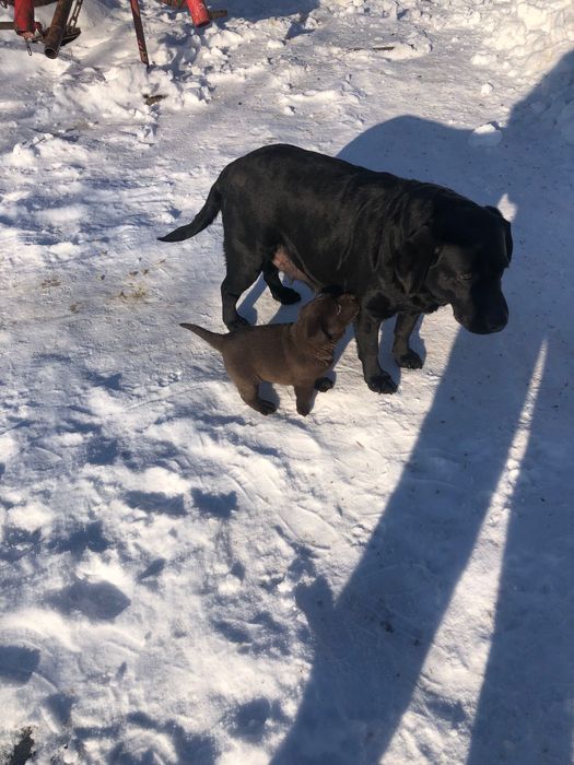 Лабладор ретрівер шоколад.
