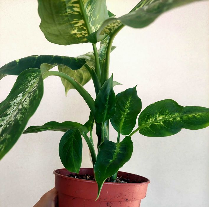 [Planta] Dieffenbachia 'Compacta'